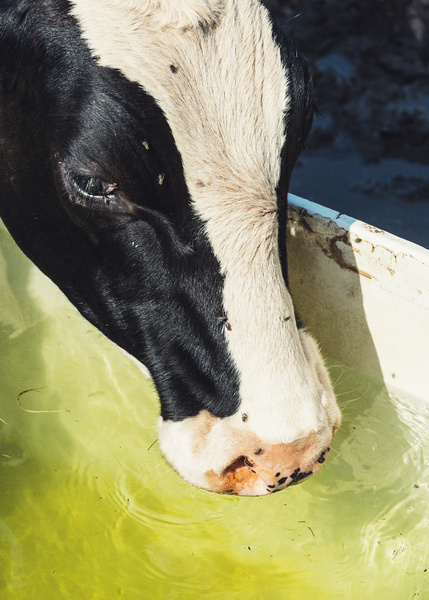 Cow Drinking Water